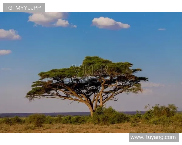姚明在非洲草原的奇妙探险与文化交流之旅